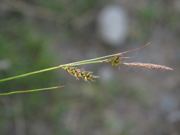 tawny sedge / Carex hostiana