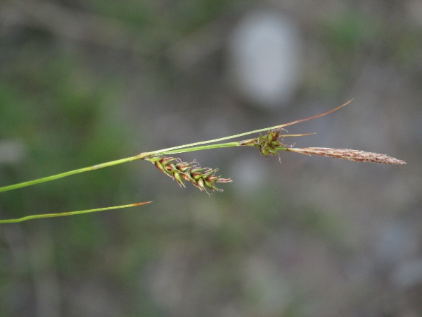 tawny sedge / Carex hostiana: _Carex hostiana_ grows in calcareous or salty flushes in upland and coastal areas; the female glumes are deep brown but with broad hyaline margins.