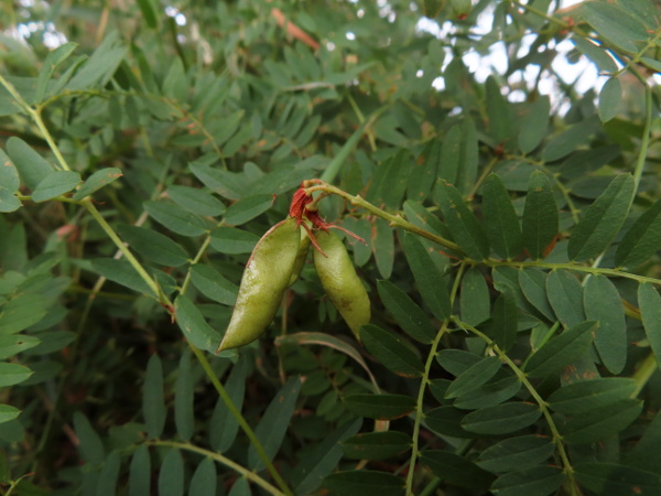 wood bitter-vetch / Vicia orobus