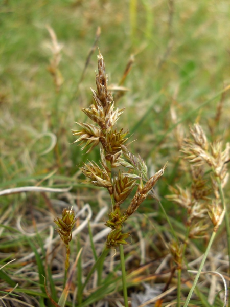 sand sedge / Carex arenaria: In _Carex arenaria_, the terminal spike is entirely male, and the leaf-sheaths are membranous on the side opposite the blade, distinguishing it from the inland species _Carex disticha_.
