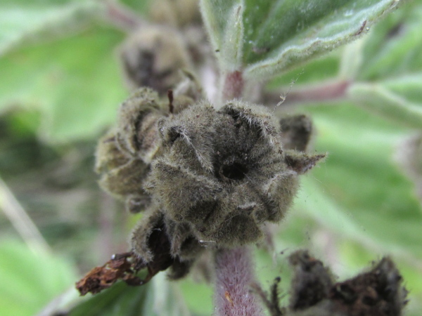 marsh mallow / Althaea officinalis: The hairy nutlets of _Althaea officinalis_ separate it from all our _Malva_ species.