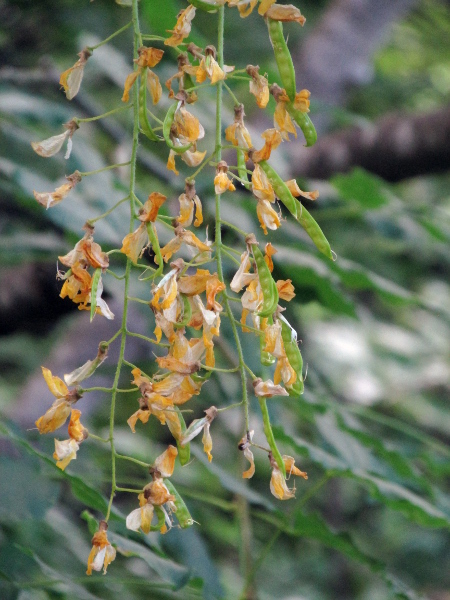 Scottish laburnum / Laburnum alpinum