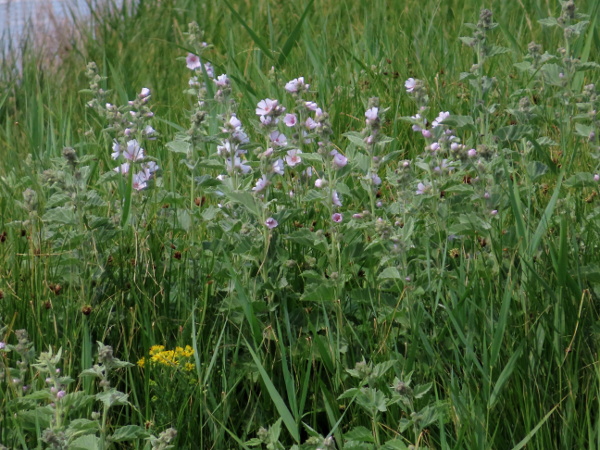 marsh mallow / Althaea officinalis: _Althaea officinalis_ is a grey-hairy perennial found at the upper edge of salt marshes and other coastal habitats, mostly in the south and east of England and Wales.