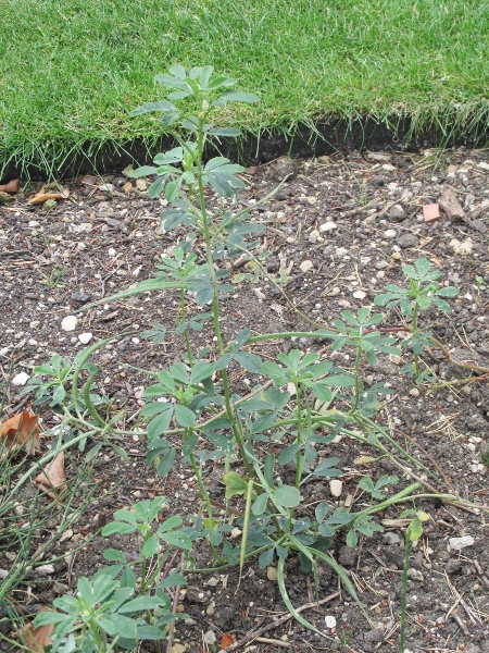 fenugreek / Trigonella foenum-graecum: _Trigonella foenum-graecum_ is grown for its seeds, which are a culinary spice.