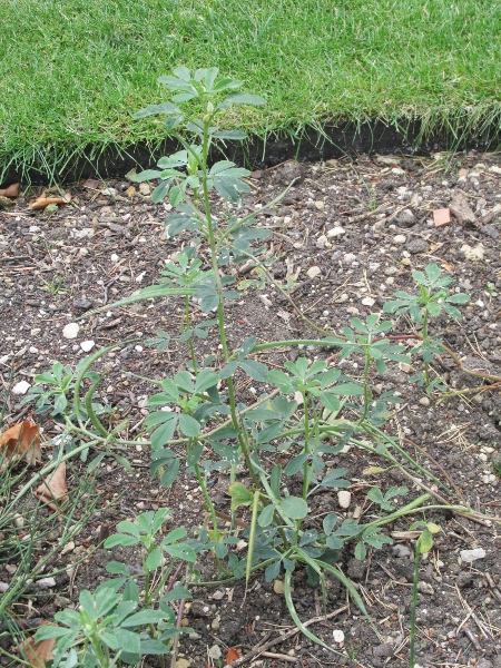 fenugreek / Trigonella foenum-graecum