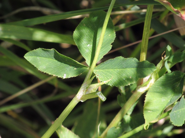 alsike clover / Trifolium hybridum: The leaves of _Trifolium hybridum_ are toothed, like _Trifolium repens_ and unlike _Trifolium pratense_.