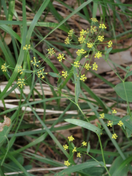 sickle-leaved hare’s-ear / Bupleurum falcatum: _Bupleurum falcatum_ is a species from continental Europe that is an occasional garden escape in Great Britain.