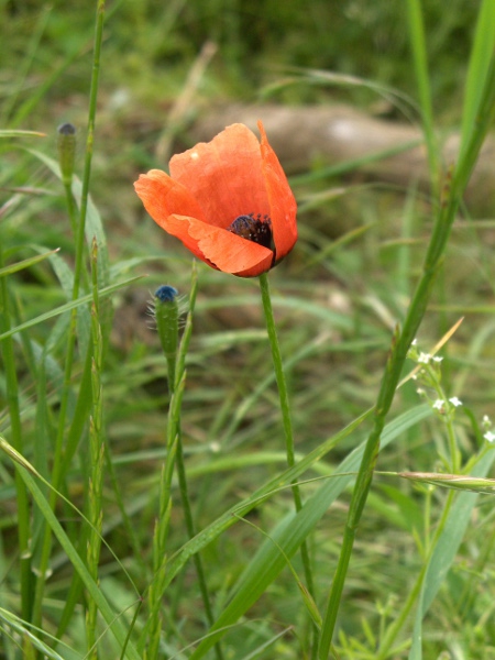 prickly poppy / Roemeria argemone