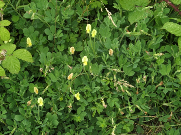 dragon’s teeth / Lotus maritimus: _Tetragonolobus maritimus_ is a perennial alien plant found in calcareous grassland.