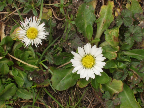 daisy / Bellis perennis: The spoon-shaped leaves of _Bellis perennis_ are all basal and lie flat against the ground.