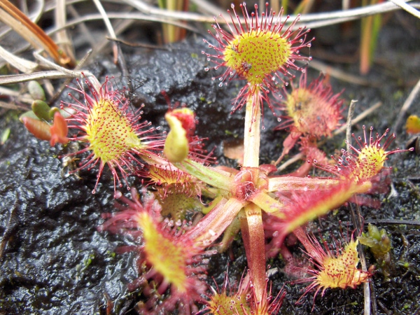 round-leaved sundew / Drosera rotundifolia: The leaves of _Drosera_ are very distinctive, and those of _Drosera rotundifolia_ are almost circular.