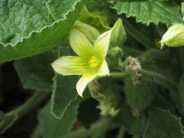 squirting cucumber / Ecballium elaterium: Flower