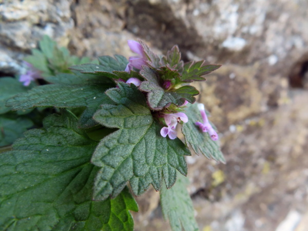 cut-leaved dead-nettle / Lamium hybridum: _Lamium hybridum_ is tetraploid, probably resulting from ancient hybridisation between two diploids, _Lamium purpureum_ and the Iberian _Lamium gevorense_ (formerly included in _Lamium bifidum_).