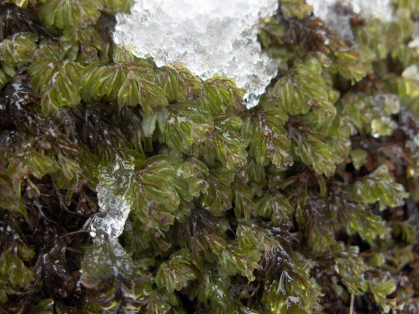 Wilson’s filmy-fern / Hymenophyllum wilsonii: The veins reach to the tip of the translucent leaves in _Hymenophyllum wilsonii_, unlike in _Hymenophyllum tunbrigense_.