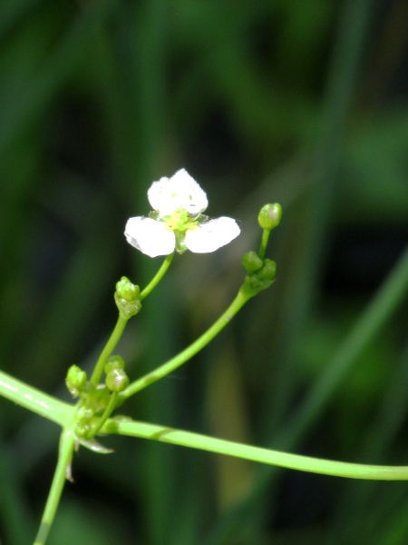 narrow-leaved water-plantain / Alisma lanceolatum