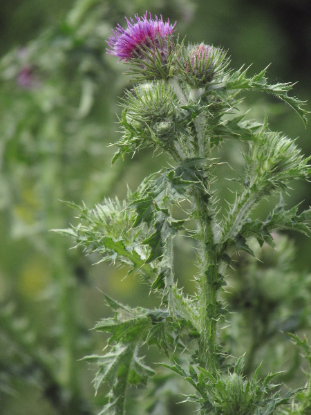 welted thistle / Carduus crispus: _Carduus crispus_ is found in woodland margins and rough ground on basic or clay-rich soils; it differs from _Cirsium palustre_ in having dull leaves, and longer, spreading phyllaries.