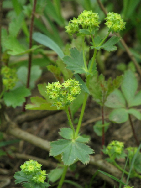 slender lady’s-mantle / Alchemilla filicaulis: There are two species of _Alchemilla filicaulis_ in the British Isles: _A. filicaulis_ subsp. _filicaulis_ has hairs in the inflorescence but not on the hypanthia; _A. filicaulis_ subsp. _vestita_ has hairy hypanthia, too.