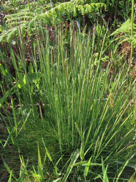 bristle bent / Agrostis curtisii: _Agrostis curtisii_ is a perennial grass of dry heaths from Cornwall to the Surrey heaths and parts of South Wales; it has erect panicle-branches and very narrow tiller-leaves.