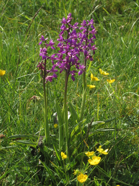 early purple orchid / Orchis mascula: _Orchis mascula_ grows in calcium-rich woodlands and grasslands throughout the British Isles.