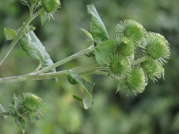 greater burdock / Arctium lappa: The inflorescences of _Arctium lappa_ are corymbose – the flower-heads are on stalks of different lengths so that the heads are all at a similar location.