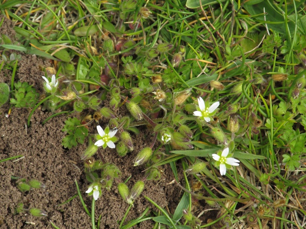 sea mouse-ear / Cerastium diffusum: _Cerastium diffusum_ is an annual herb of sandy places, almost always by the coast; its 4-parted flowers with notched petals are characteristic within the family.