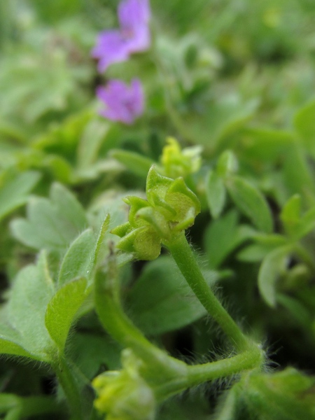 small-flowered buttercup / Ranunculus parviflorus