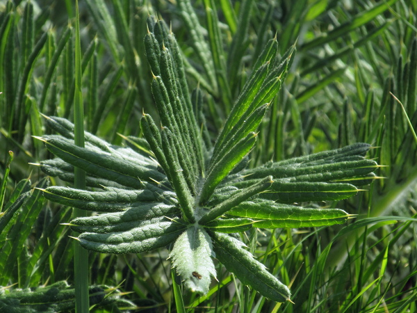 woolly thistle / Cirsium eriophorum