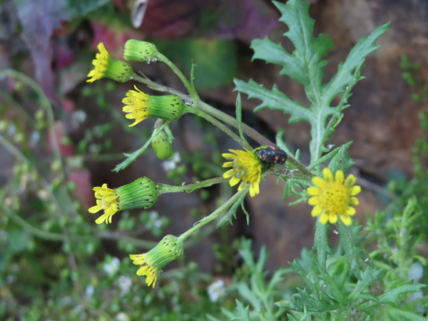 Welsh groundsel / Senecio cambrensis: The flower-heads of _Senecio cambrensis_ have short ligules, and are large like those of _Senecio squalidus_, but cylindrical like those of _Senecio vulgaris_.