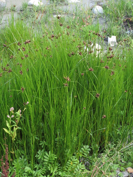 sea club-rush / Bolboschoenus maritimus: _Bolboschoenus maritimus_ grows in salt-affected ground, mostly beside the sea but also including reclaimed land now far from the sea in the Fens, the Somerset Levels and the Romney Marshes.