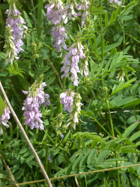 goat’s rue / Galega officinalis: _Galega officinalis_ is a scrambling plant from continental Europe that is spreading rapidly, especially in urban areas.