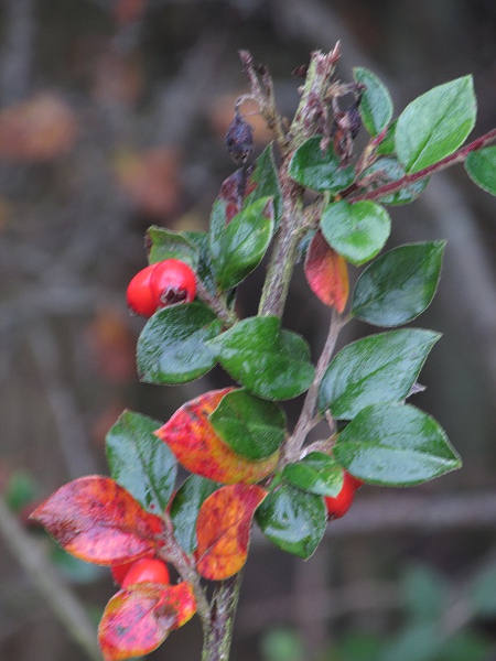Nohel’s cotoneaster / Cotoneaster nohelii: Foliage with fruits
