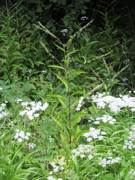 green hound’s-tongue / Cynoglossum germanicum: _Cynoglossum germanicum_ is found in woodland margins over limestone or chalk from Tewkesbury (VC33) to Sevenoaks (VC16), but mostly in the Surrey Hills (VC17).