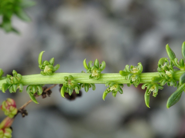 sugar beet / Beta vulgaris subsp. cicla: The flowers of _Beta vulgaris_ subsp. _cicla_ typically have 2 stigmas, although there are 3 in this specimen.