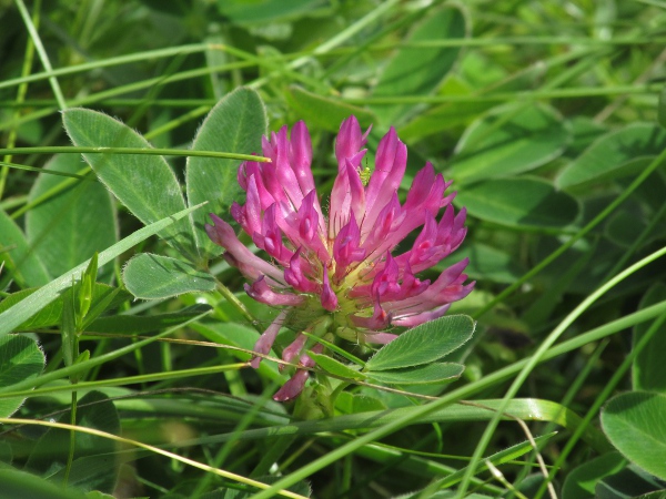 zigzag clover / Trifolium medium: _Trifolium medium_ is our third most common large clover, after _Trifolium pratense_ and _Trifolium repens_.