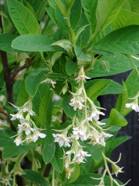 osoberry / Oemleria cerasiformis