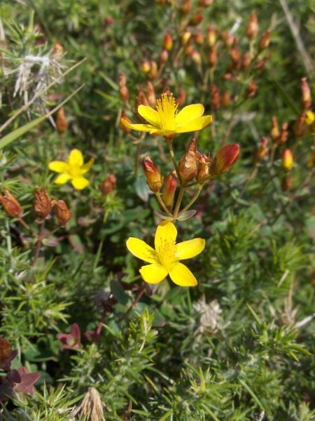 slender St. John’s wort / Hypericum pulchrum: The petals of _Hypericum pulchrum_ are often marked attractively in red on their outer surfaces; it grows in acid heaths and woodland.