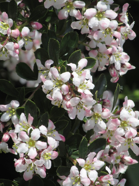Langley escallonia / Escallonia × langleyensis