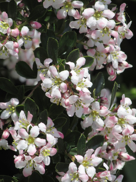 Langley escallonia / Escallonia × langleyensis: _Escallonia_ × _langleyensis_ has flatter flowers than _Escallonia rubra_, with no false corolla-tube; its leaves are also smaller and less sticky.