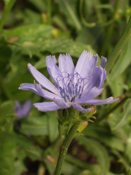 chicory / Cichorium intybus: Inflorescence