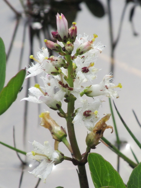 bogbean / Menyanthes trifoliata: Other flowers are ‘pin’, with a long stigma and short stamens; separating the two parts prevents self-pollination, helping to ensure out-breeding.