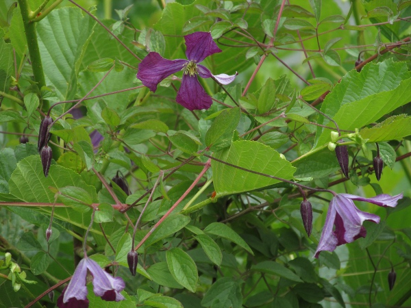 purple clematis / Clematis viticella: _Clematis viticella_ is a non-native climber with large, purple sepals.
