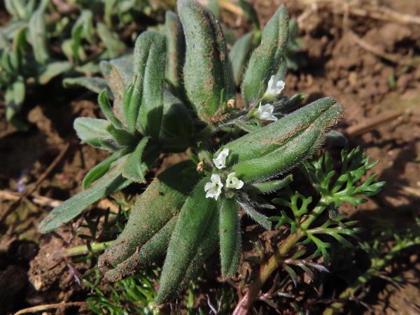 field gromwell / Buglossoides arvensis