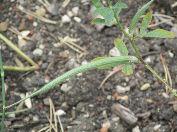 fenugreek / Trigonella foenum-graecum