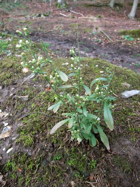 Canadian fleabane / Erigeron canadensis: _Erigeron canadensis_ is a North American plant of waste ground that is now widespread in lowland parts of England and Wales, and rarer in Scotland and Ireland.