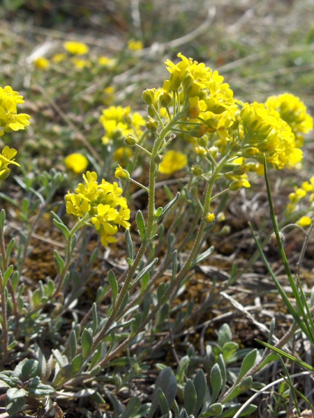 small alison / Alyssum alyssoides: _Alyssum alyssoides_ is a European annual plant of sandy ground that is naturalised in Suffolk, and occurs as a casual elsewhere.