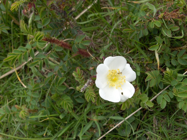 burnet rose / Rosa spinosissima: _Rosa spinosissima_ grows mostly in coastal habitats.