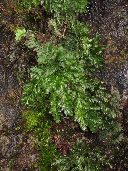 Killarney fern / Trichomanes speciosum: _Trichomanes speciosum_ is extremely rare as a sporophyte, growing on very wet – and often inaccessible – rocks in south-western Ireland and perhaps elsewhere.