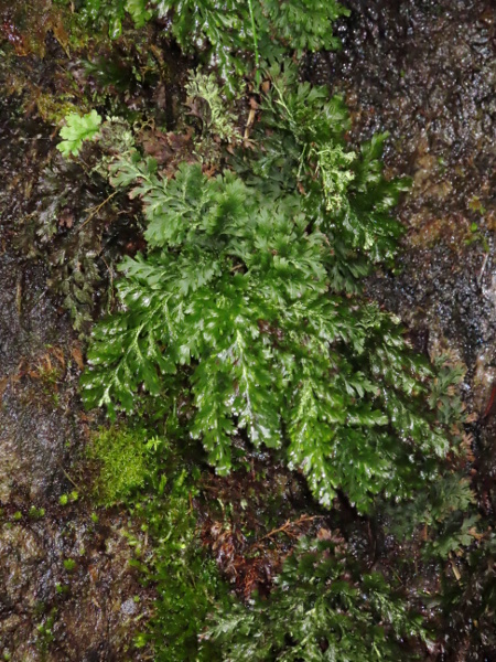 Killarney fern / Trichomanes speciosum