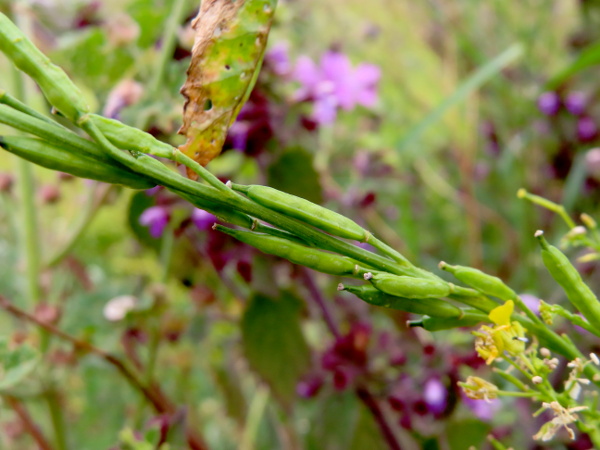 black mustard / Brassica nigra: The fruits of _Brassica nigra_ are held against the stems.