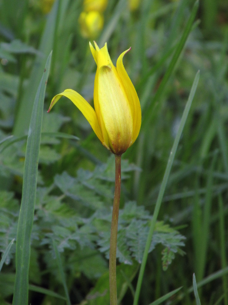 wild tulip / Tulipa sylvestris: _Tulipa sylvestris_ is naturalised at sites scattered across England and eastern Scotland.